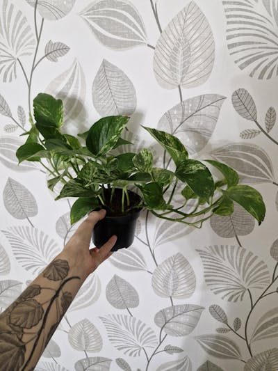 Epipremnum aureum 'Marble Queen'
