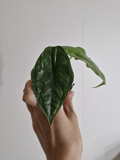 Alocasia heterophylla 'Dragons breath'