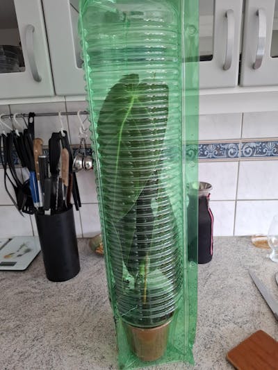 Philodendron melanochrysum