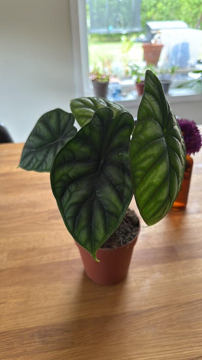 Alocasia baginda 'Dragon Scale'