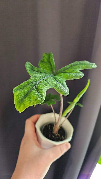 Alocasia tandurusa ´jacklyn'