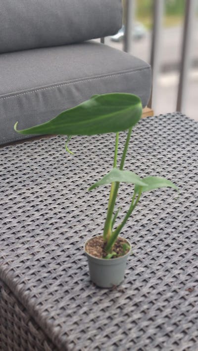 Monstera Burle Marx Flame