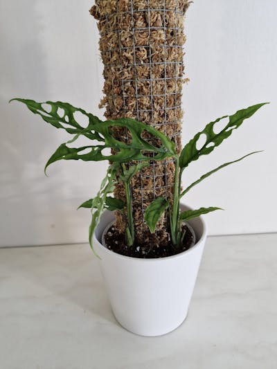 Monstera obliqua 'Peru'