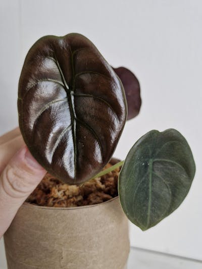 Alocasia cuprea 'kopparsköld'