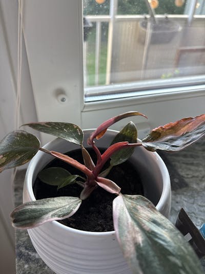 Philodendron 'Pink Princess Marble'