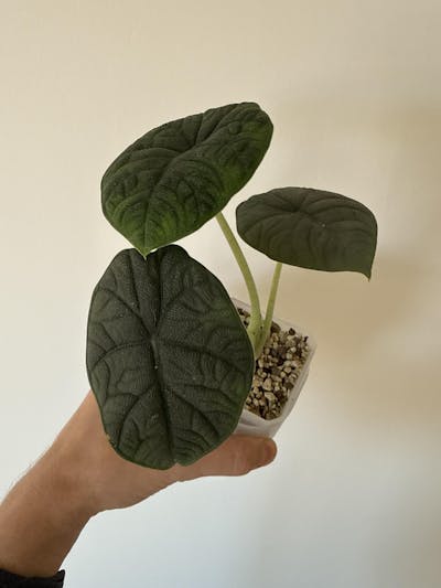 Alocasia melo