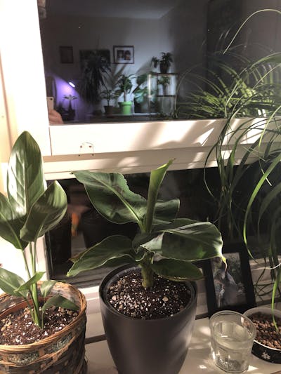 Bananplanta 'Musa Dwarf Cavendish' ätbar