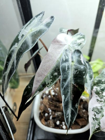 Alocasia bambino pink variegata