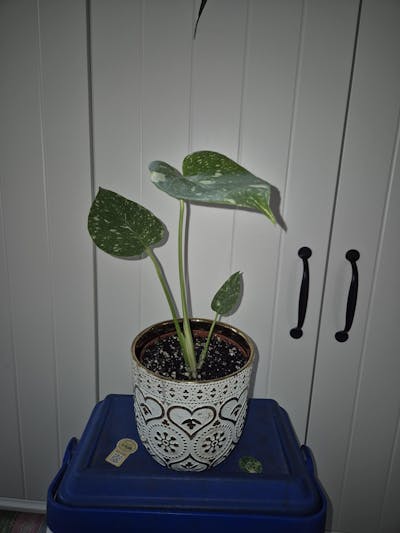 Monstera Thai Constellation
