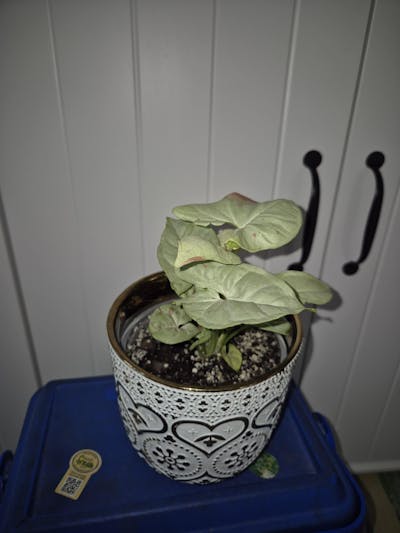 Syngonium 'Milk Confetti'