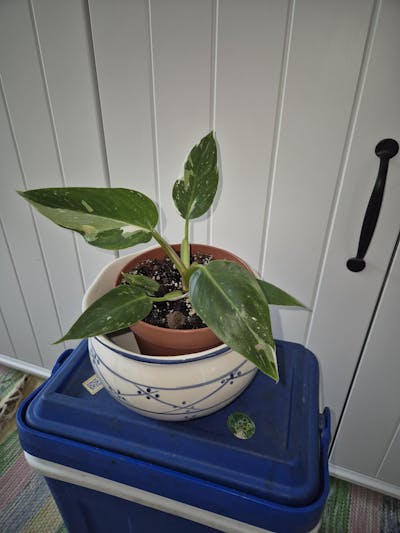 Philodendron 'White Princess'