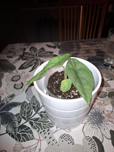 Alocasia heterophylla 'Dragons breath'