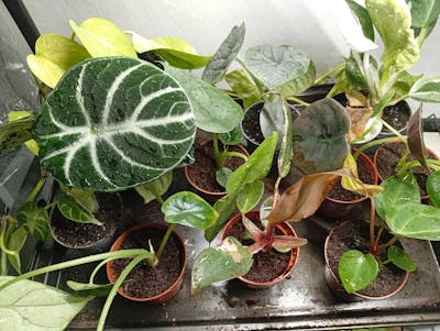 Alocasia heterophylla 'Dragons breath'