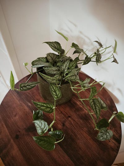 Monstera siltepecana