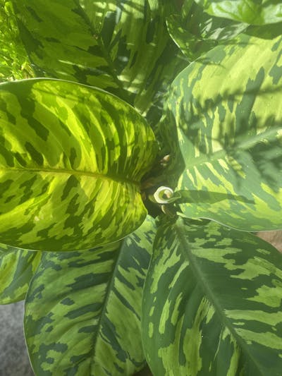 Adelonema wallisii ('Homalonema camouflage')