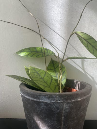 Hoya callistophylla