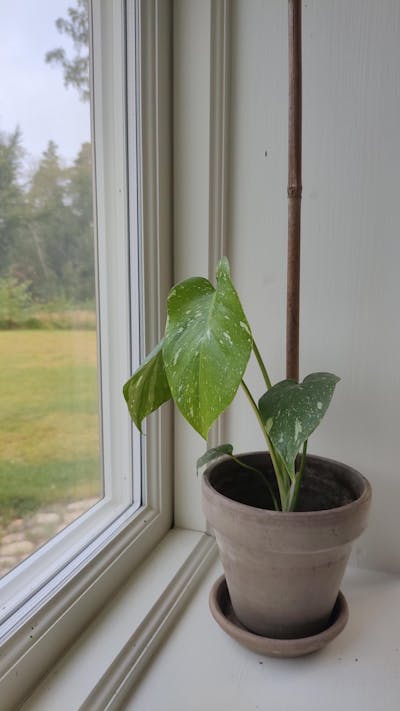 Monstera Thai Constellation