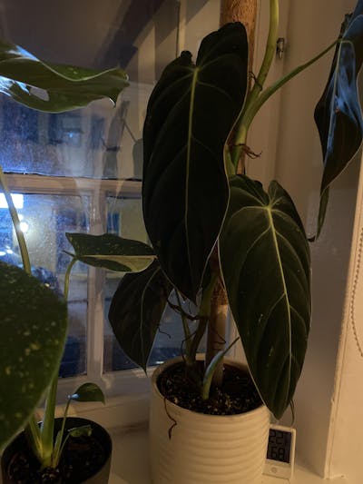 Philodendron melanochrysum
