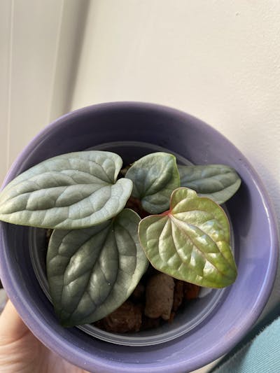 Anthurium luxurians