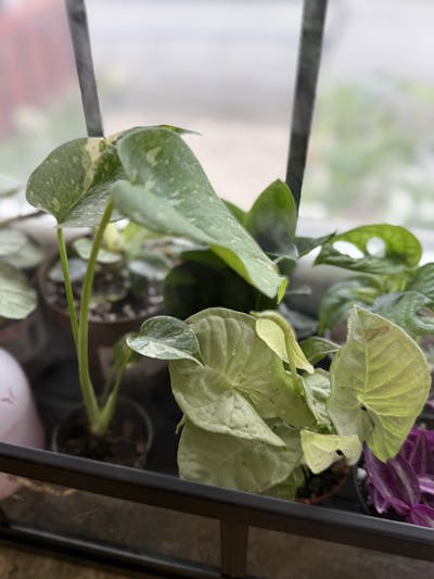 Syngonium 'Milk Confetti'