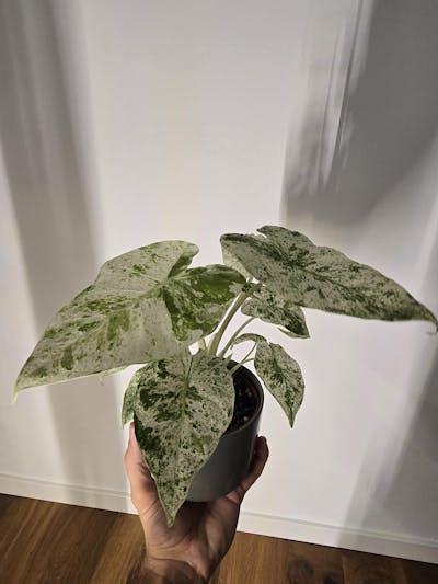 Alocasia macrorrhizos 'splash variegata'