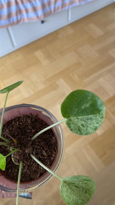 Pilea peperomioides 'Mojito'