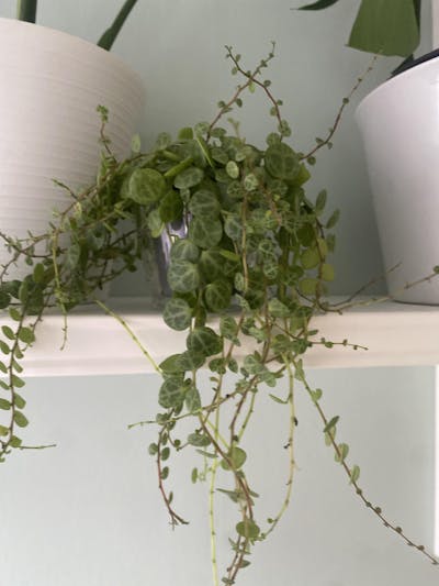 String of turtles 'Peperomia prostrata'