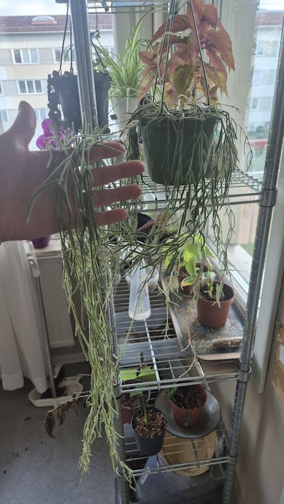 Hoya linearis