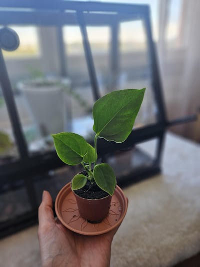 Anthurium veitchii
