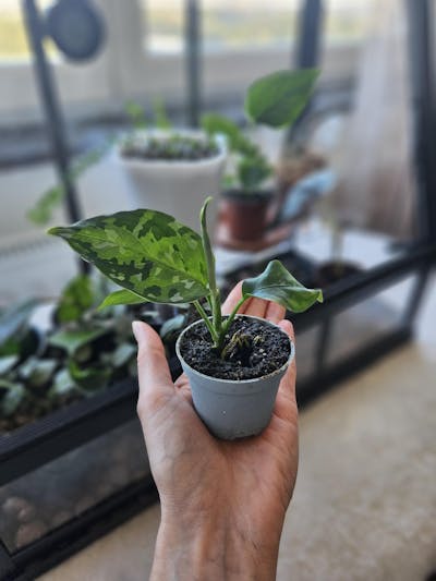 Aglaonema pictum tricolor