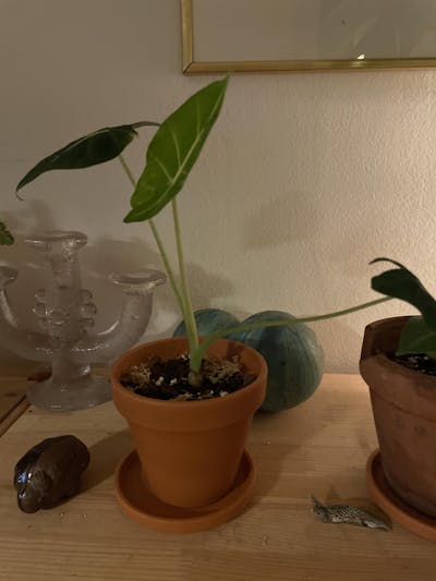 Alocasia micholitziana 'Frydek'