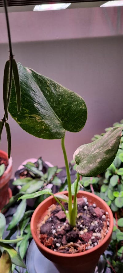 Monstera Thai Constellation