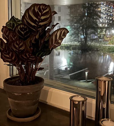 Calathea makoyana ' Påfågelsblad'