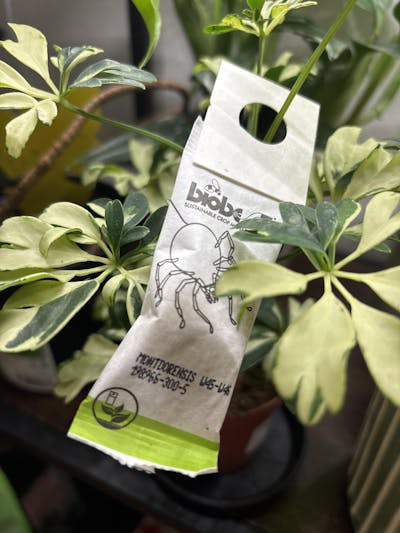 Montdorensis rovkvalster | Mot trips (ersätter Swirskii)