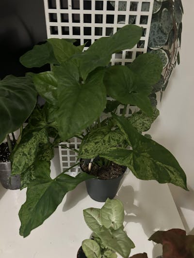 Syngonium podophyllum 'Mottled'