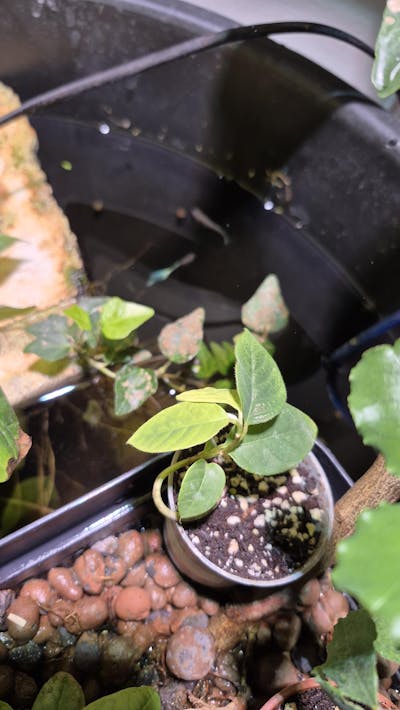 Kirimoja | Cherimoya träd | Annona cherimola