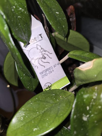 Montdorensis rovkvalster | Mot trips (ersätter Swirskii)