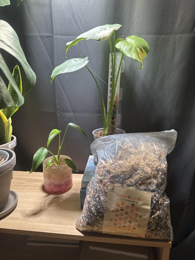 Aroid & Orkidéjord