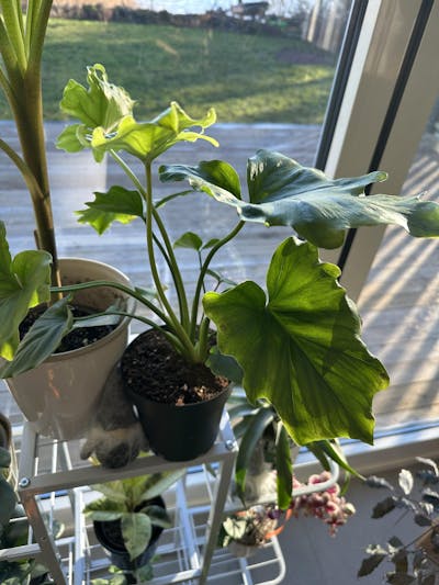 Philodendron bipinnatifidum