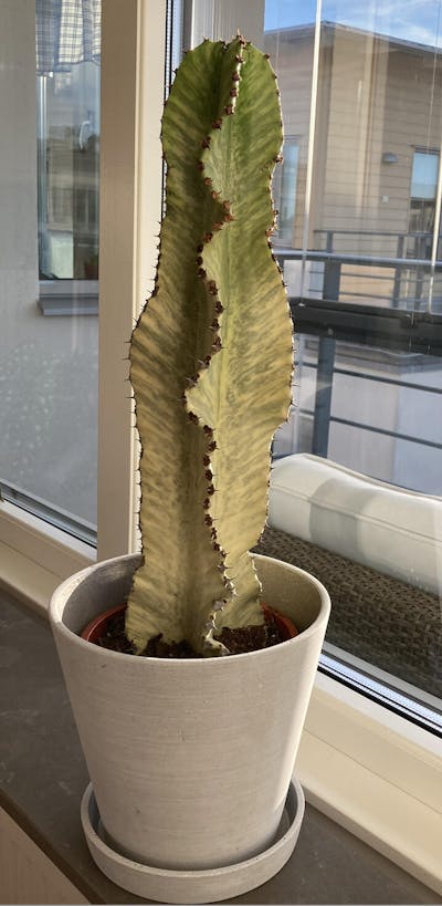 Euphorbia ingens 'Variegata' (Kaktuseuphorbia)