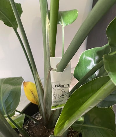 Montdorensis rovkvalster | Mot trips (ersätter Swirskii)