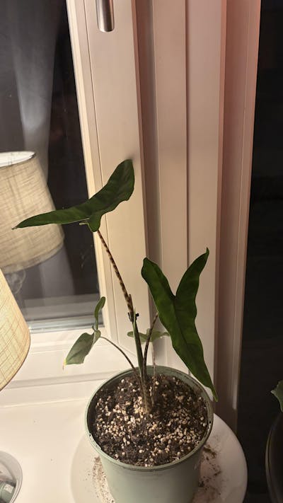 Alocasia zebrina 'Zebrasköld'