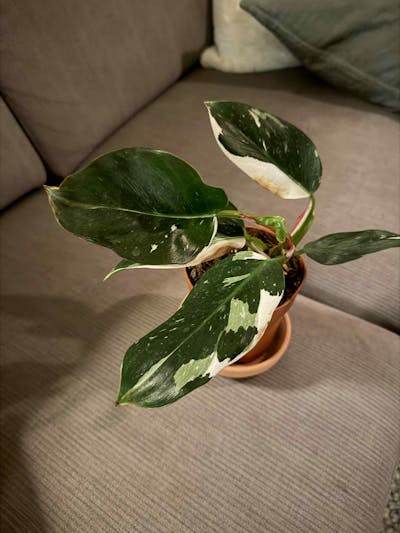 Philodendron 'White Princess'