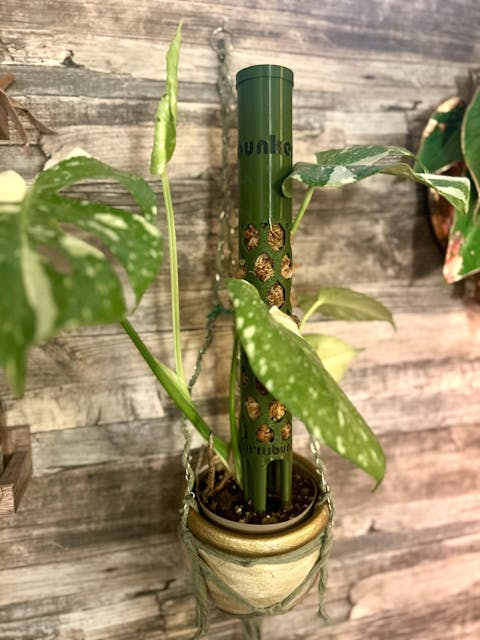 Mosspåle självvattnande