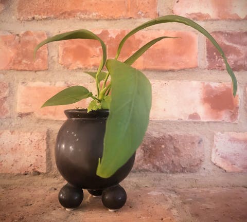 Anthurium vittariifolium