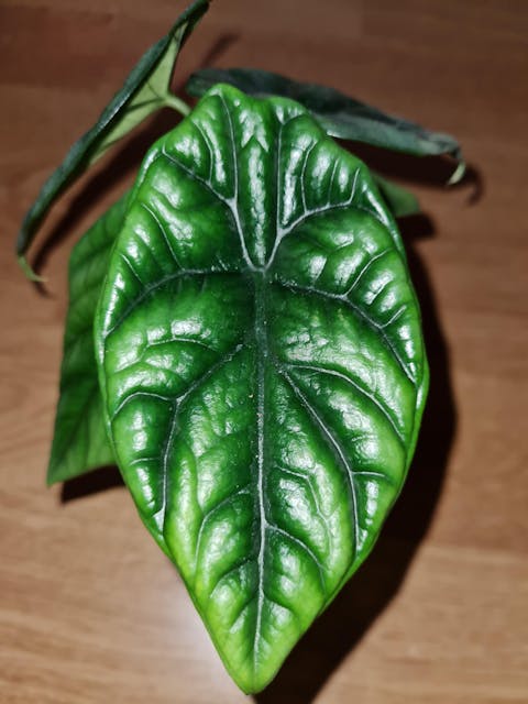 Alocasia sinuata