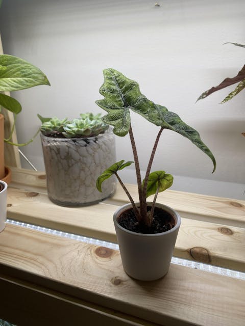 Alocasia tandurusa 'jacklyn'