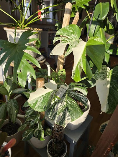 Monstera albo variegata