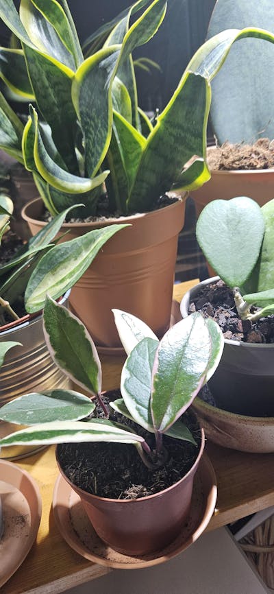 Hoya carnosa 'Flamingo dream'