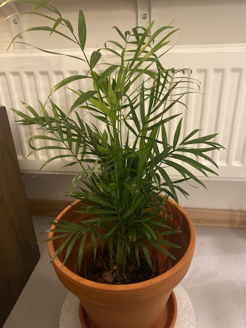 Bergpalm 'Chamaedorea elegans'